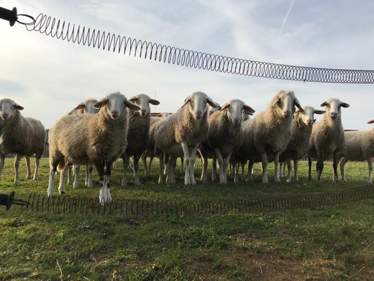 הוילה Store Tourist Farm Artisek מראה חיצוני תמונה